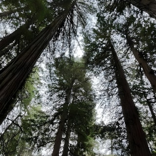 3 in 1 Tour: Muir Woods, Sausalito & Half Day Wine Country Visit 4
