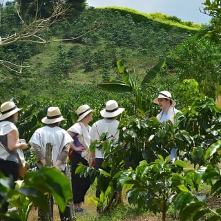 Kaffeetour auf der Finca del Café 8