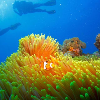 Calypso Outer Great Barrier Reef Cruise from Port Douglas 9
