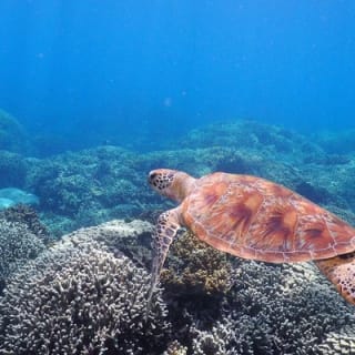 Calypso Outer Great Barrier Reef Cruise from Port Douglas 11
