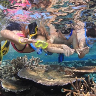Calypso Outer Great Barrier Reef Cruise from Port Douglas 12