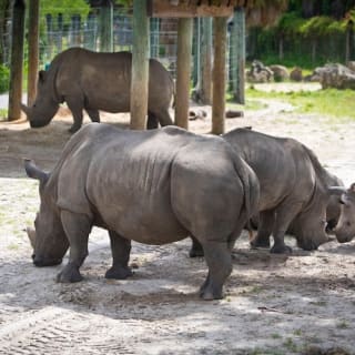 ZooTampa: Fast Track Admission 16
