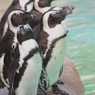 ZooTampa: Fast Track Admission 17
