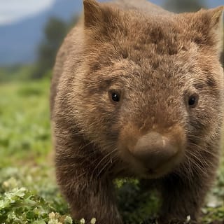 Wild Wombat et tournée du jour de kangourous depuis Sydney 14