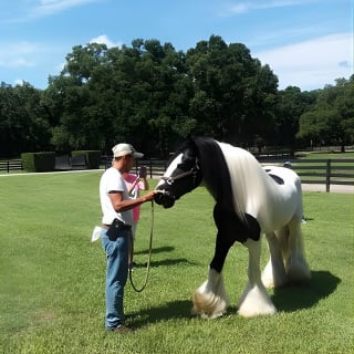 Gypsy Gold Horse Farm Tour 5
