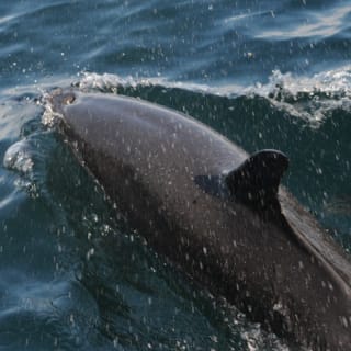 Tour con delfines salvajes y esnórquel 1