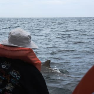 Tour con delfines salvajes y esnórquel 2