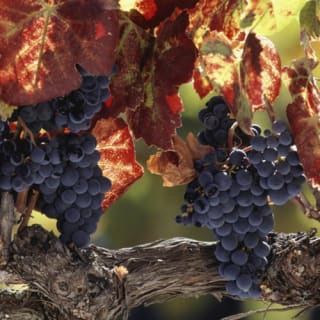 Napa Valley & Sonoma: Wine Tour from San Francisco 1