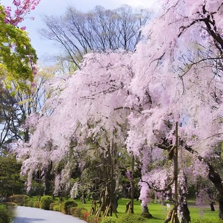 京都：二条城歴史散策ツアー - 世界遺産 4