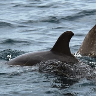 Tour con delfines salvajes y esnórquel 4
