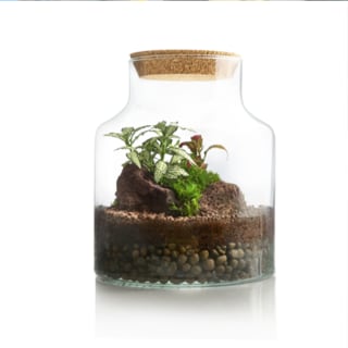 Crea tu propio terrario eterno - Madrid 4