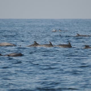 Tour con delfines salvajes y esnórquel 6