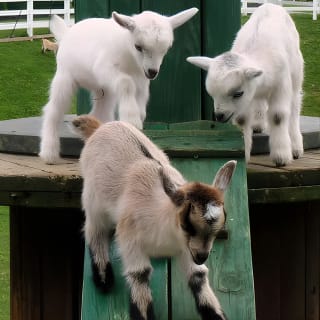 Premium Amish Country Tour including Amish Farm and House 8