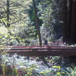 Muir Woods : excursion d'une demi-journée au départ de San Francisco 3
