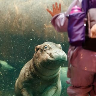 Copenhagen ZOO : billet coupe-file 2