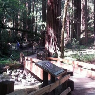 Muir Woods : excursion d'une demi-journée au départ de San Francisco 4