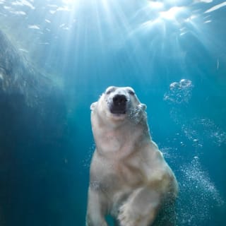 Copenhagen ZOO : billet coupe-file 3