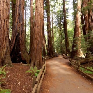 Muir Woods : excursion d'une demi-journée au départ de San Francisco 5
