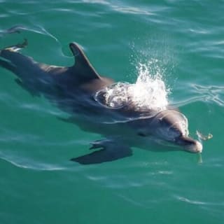 Jervis Bay & Dolphins Cruise - One Day Tour 13