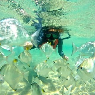 2.5 horas de kayaking y snorkel en el Gold Coast 12