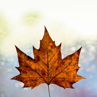 Hojas de otoño 8 1