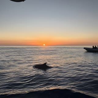 Delphine bei Sonnenaufgang in Alcúdia beobachten 10