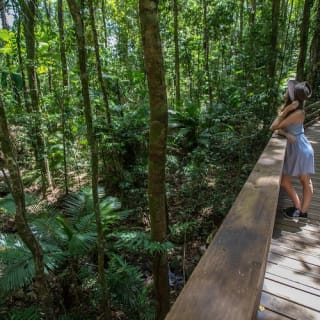 Daintree and Cape Tribulation Full-Day Tour 6