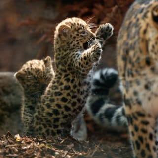 Copenhagen ZOO : billet coupe-file 11
