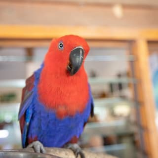 Daintree and Cape Tribulation Full-Day Tour 7