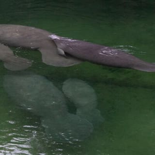St. Johns River Nature Cruise at Blue Spring State Park 8