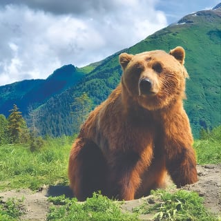 Afternoon Wilderness, Wildlife, Glacier Experience from Anchorage 12