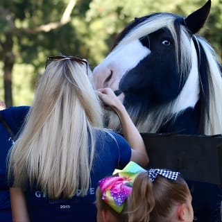 Gypsy Gold Horse Farm Tour 7
