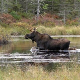 Evening Wildlife Safari Stockholm 2