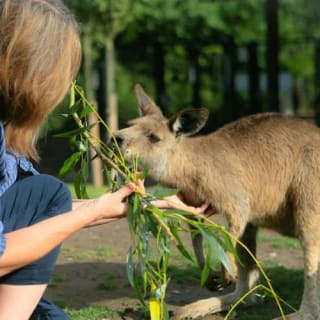 Copenhagen ZOO : billet coupe-file 16