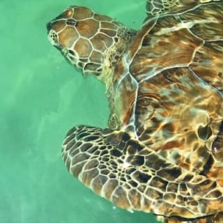Miami Sandbar Island Yacht Charter40 Boat Rental Tours Private  46