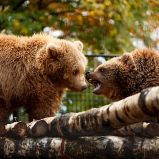 Copenhagen ZOO : billet coupe-file 17