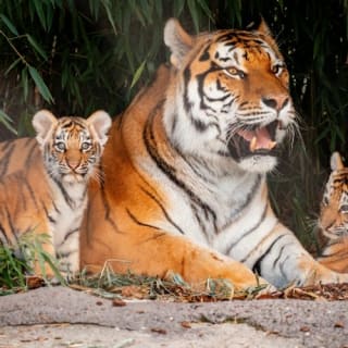 Toledo Zoo & Aquarium: boleto de entrada 11