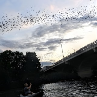 Congress Avenue Bat Bridge Kayak Tour in Austin 10