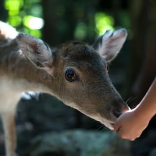 Akumal Monkey Sanctuary & Rescued Animals: Tour guiado 2