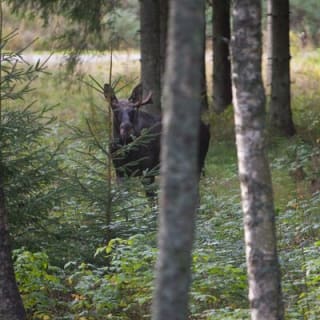 Evening Wildlife Safari Stockholm 9