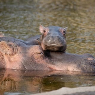 Copenhagen ZOO : billet coupe-file 19