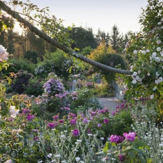 RHS Garden Rosemoor: Entry Ticket 4
