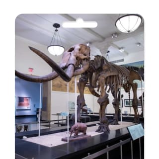 American Museum of Natural History - Geschenkgutschein 1