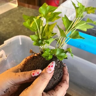 Kokedama Class 5
