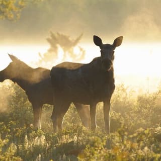 Evening Wildlife Safari Stockholm 13