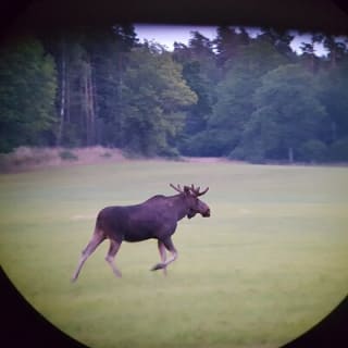 Evening Wildlife Safari Stockholm 14
