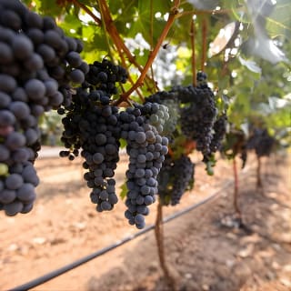 Napa and Sonoma Wine Country Full-Day Tour from San Francisco 7