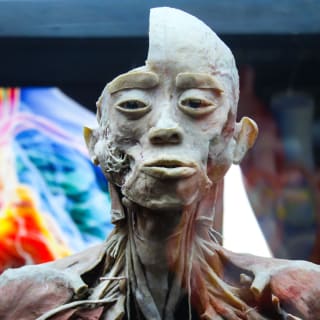 Bodies Evolution: Cuerpos humanos reales - Copiapó 1
