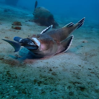 Minicurso de buceo de un día - Discover Scuba Diving 5