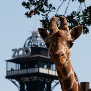 Copenhagen ZOO : billet coupe-file 22